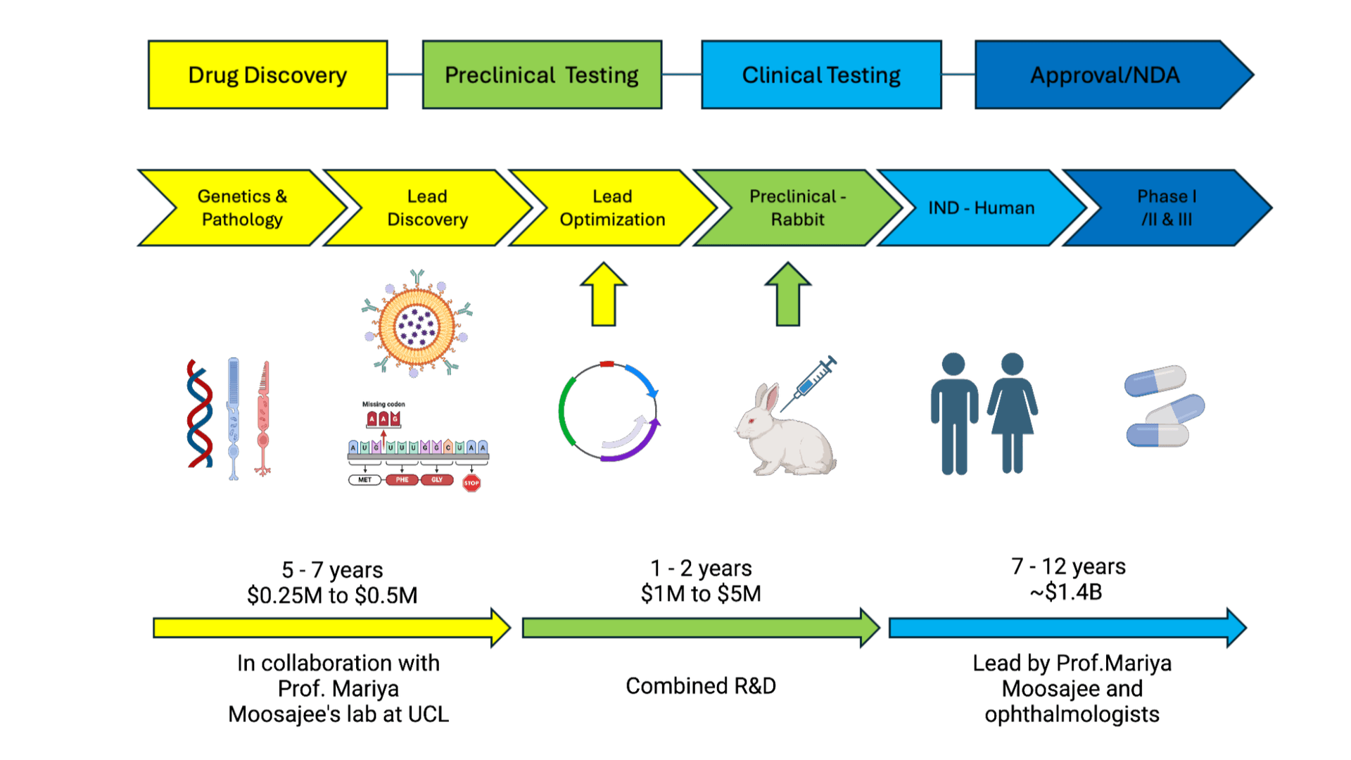 Safety and Reduced Immunogenicity